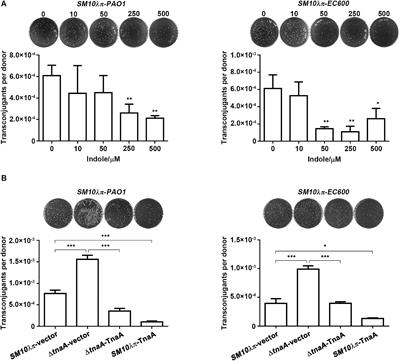 Indole Inhibits IncP-1 Conjugation System Mainly Through Promoting korA and <mark class="highlighted">korB</mark> Expression